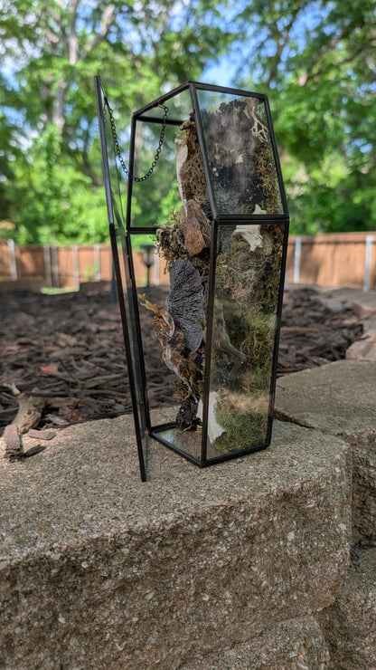 Mummified cayman crocodile coffin terrarium