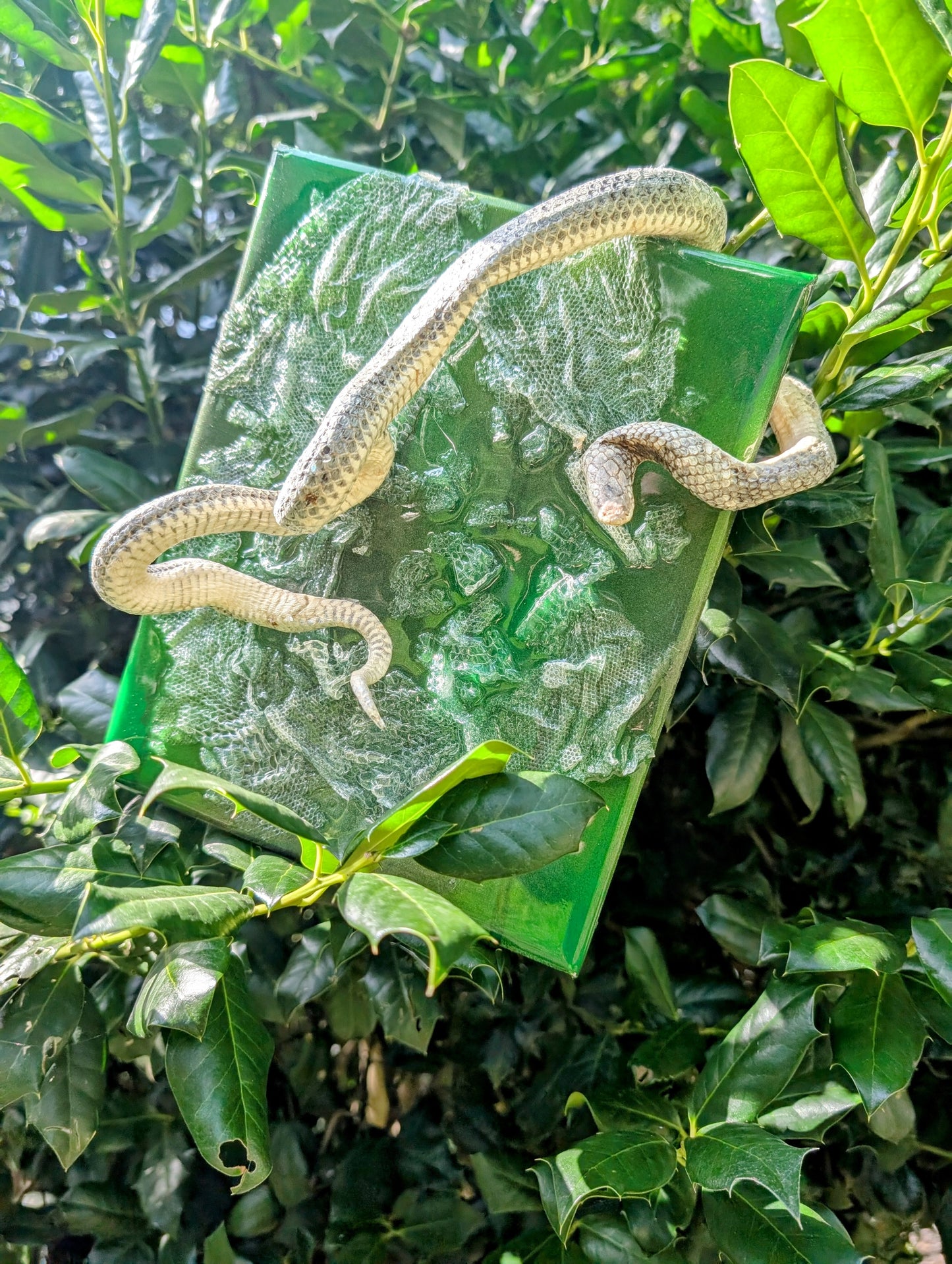 Mummified sand boa canvas