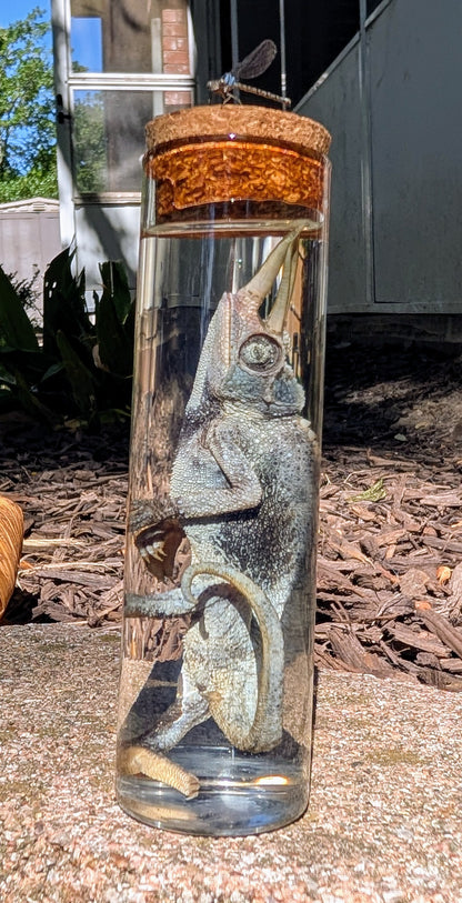 JACKSON'S CHAMELEON - WET SPECIMEN