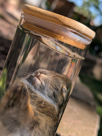 Bunny wet specimen #3