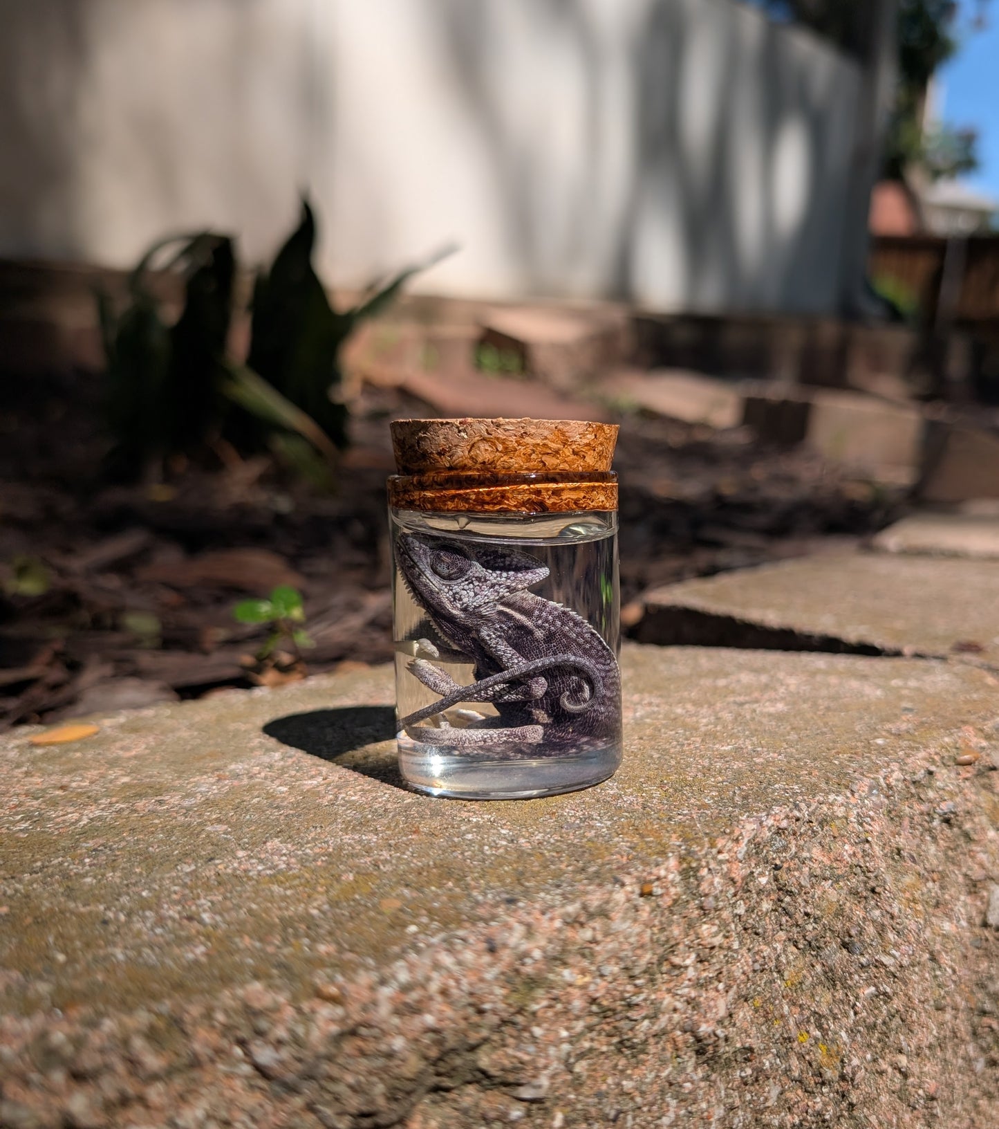 Baby chameleon #1 wet specimen