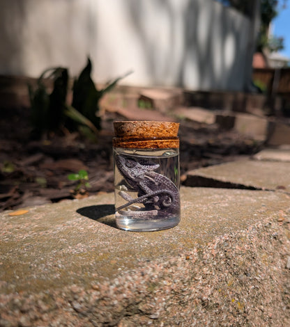 Baby chameleon #1 wet specimen