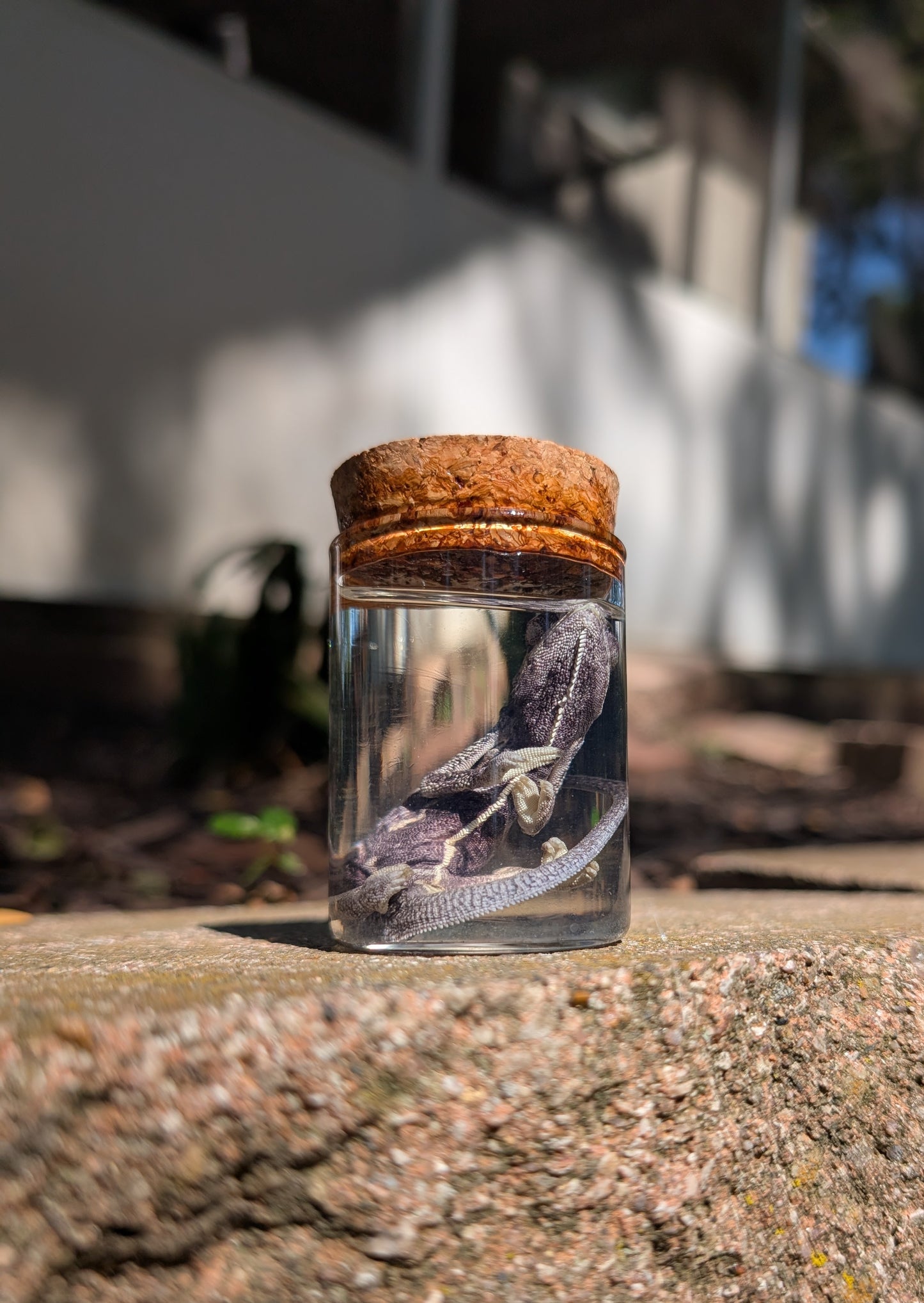 Baby chameleon #1 wet specimen