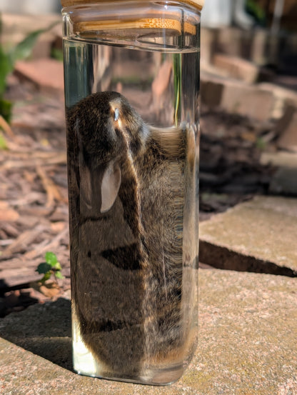 Bunny wet specimen #3