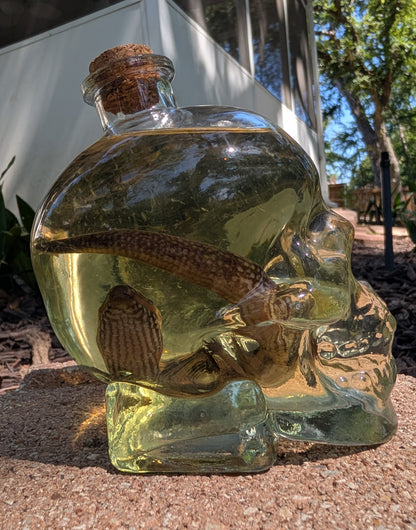 Skull Skink - wet specimen