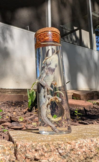 JACKSON'S CHAMELEON - WET SPECIMEN