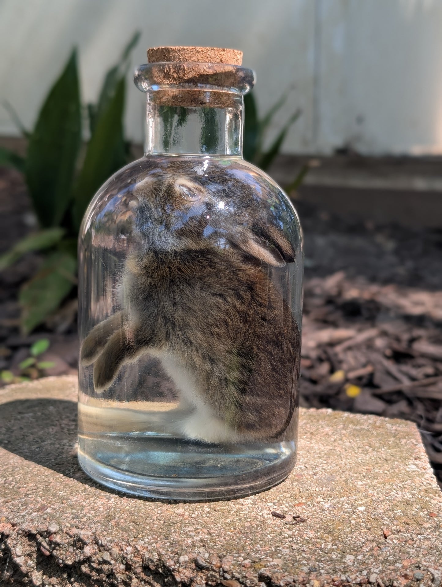 BUNNY WET SPECIMEN #1