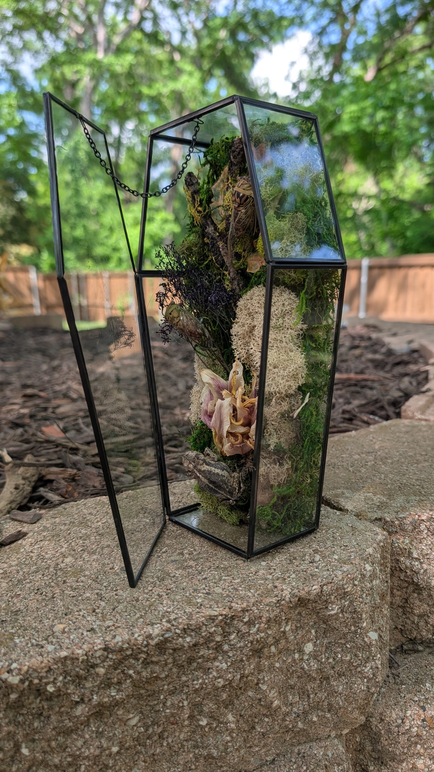 Toad and cicada coffin terrarium