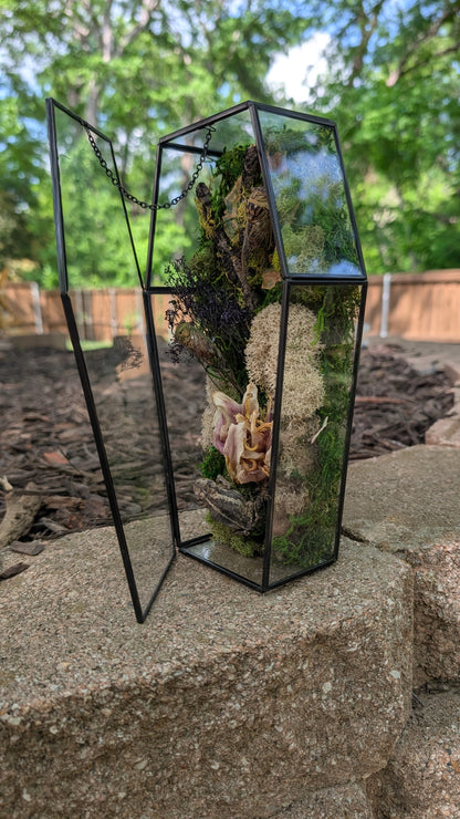 Toad and cicada coffin terrarium