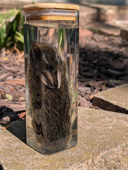 Bunny wet specimen #3