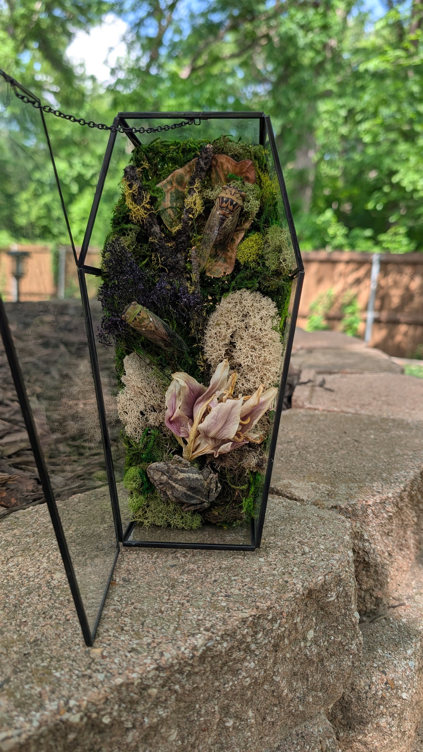 Toad and cicada coffin terrarium