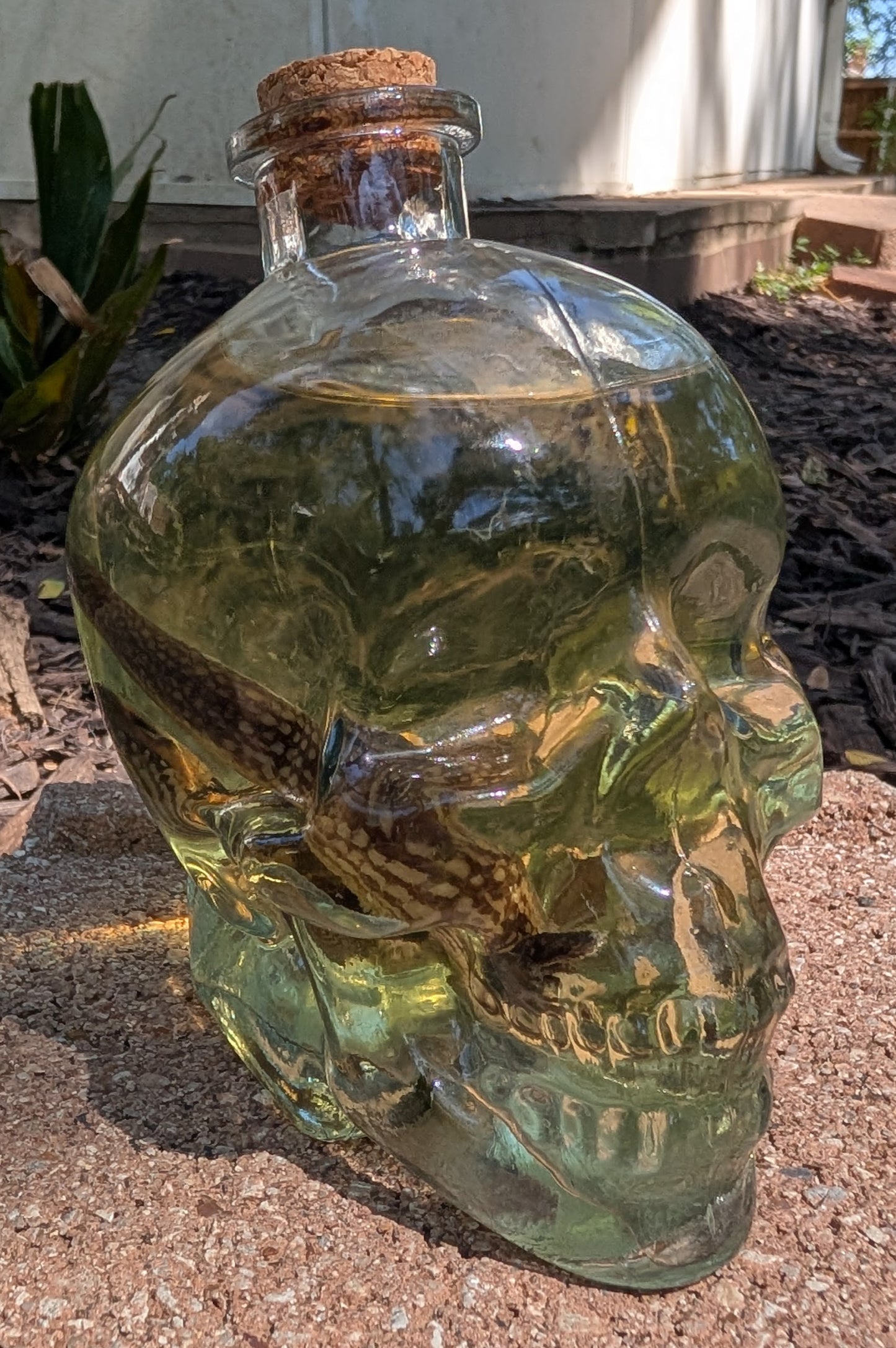 Skull Skink - wet specimen