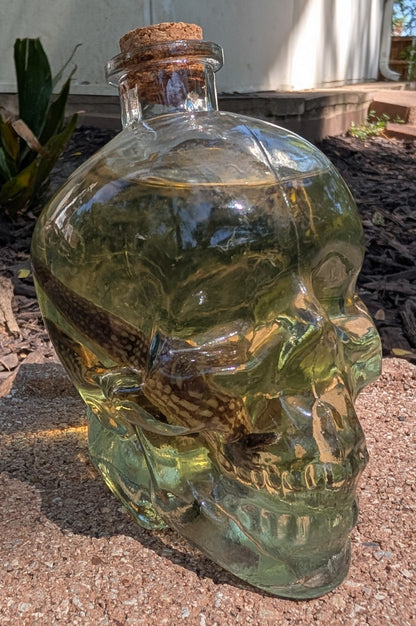 Skull Skink - wet specimen