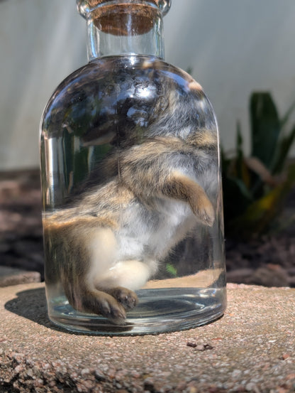 BUNNY WET SPECIMEN #1
