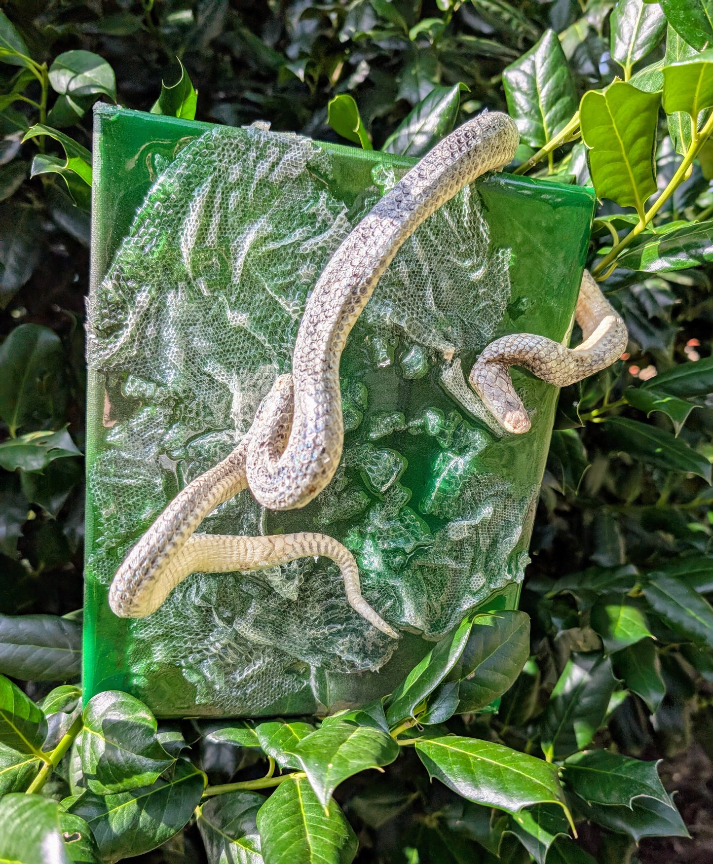 Mummified sand boa canvas