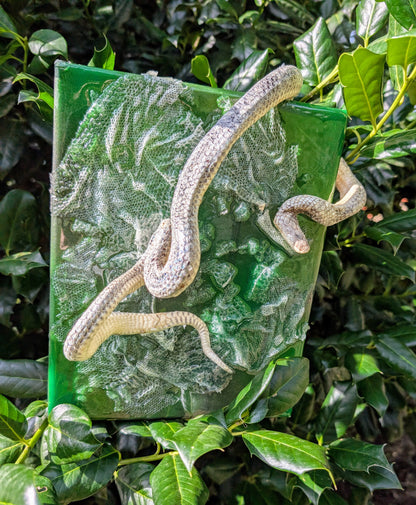 Mummified sand boa canvas