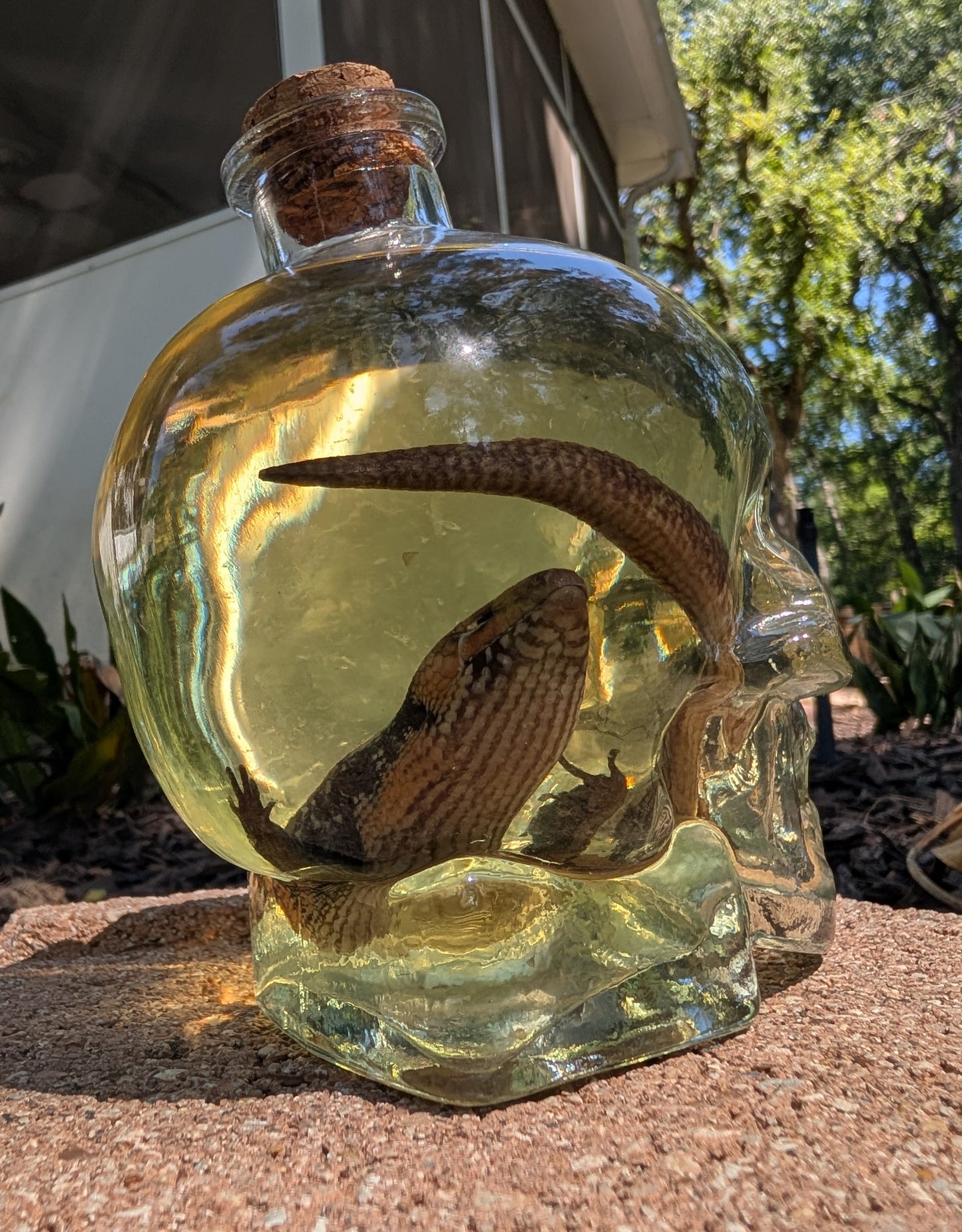 Skull Skink - wet specimen
