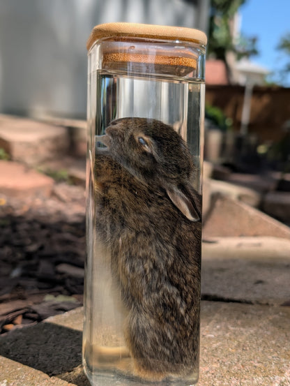 Bunny wet specimen #3