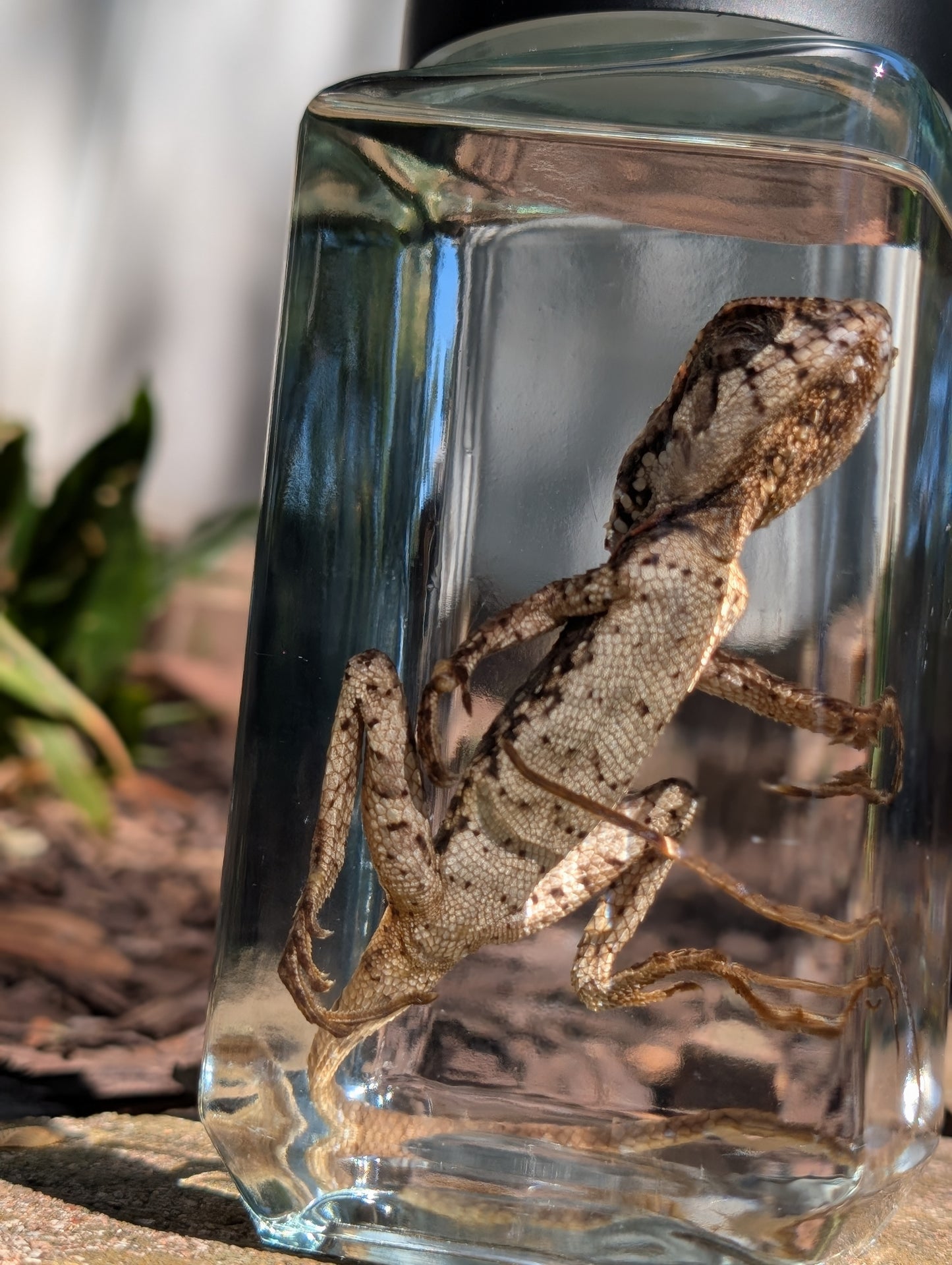 Frilled dragon