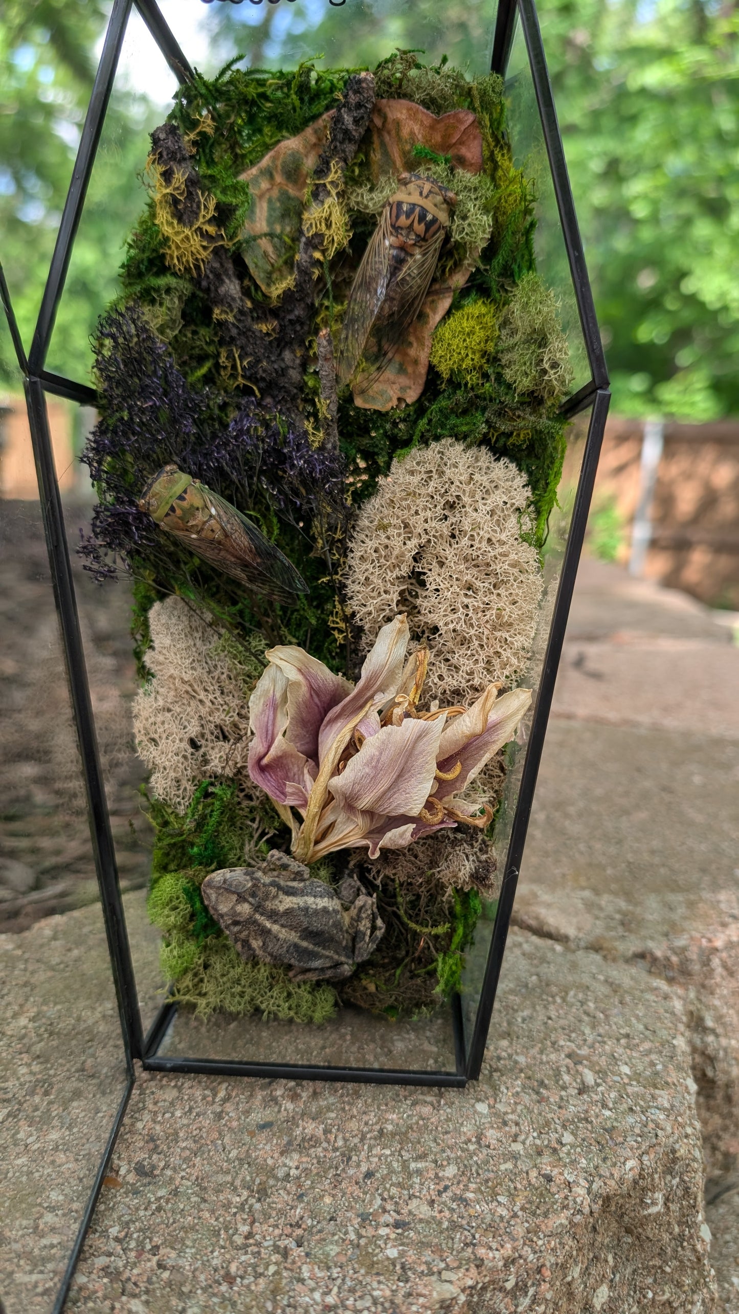 Toad and cicada coffin terrarium