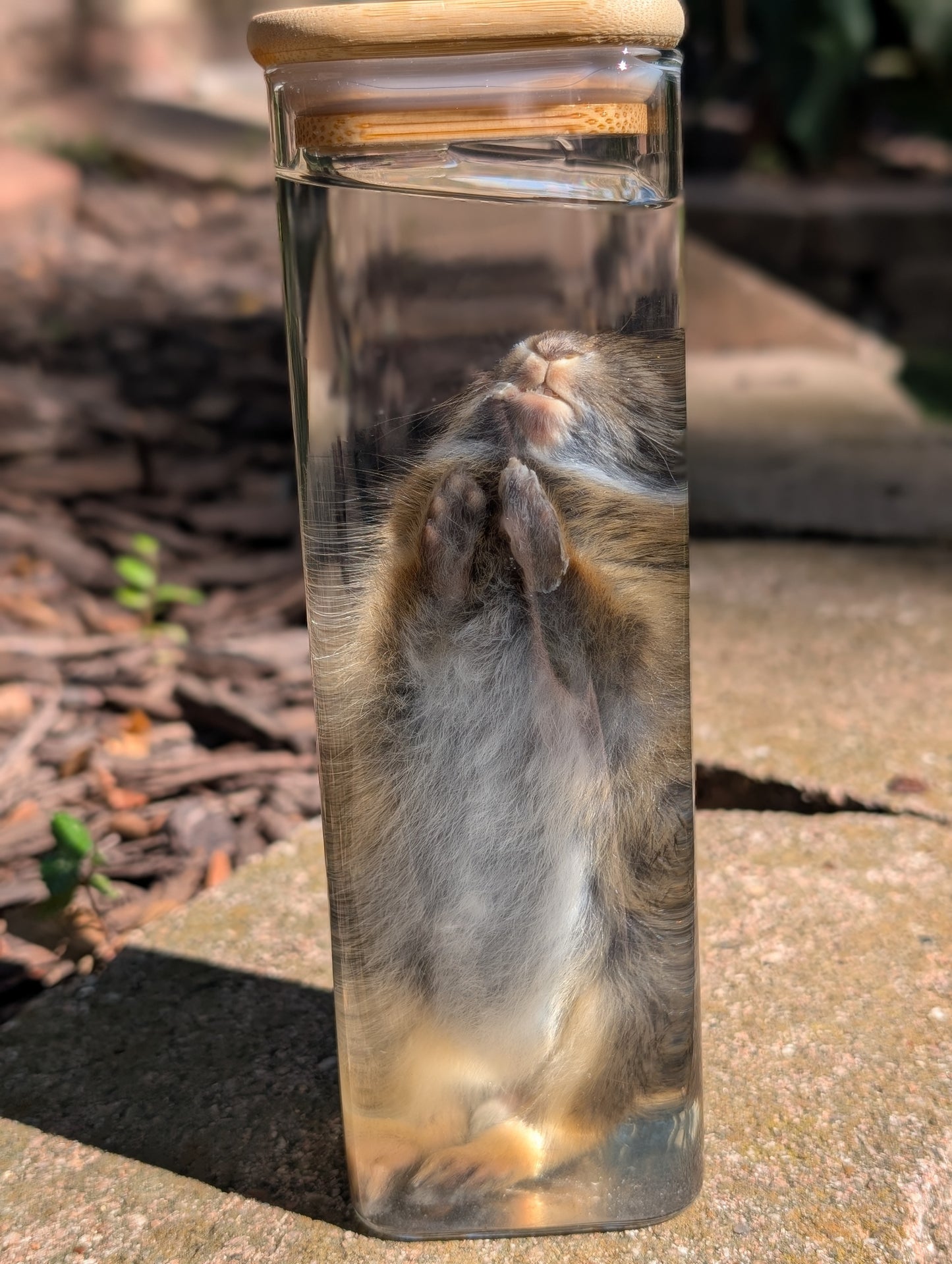 Bunny wet specimen #3