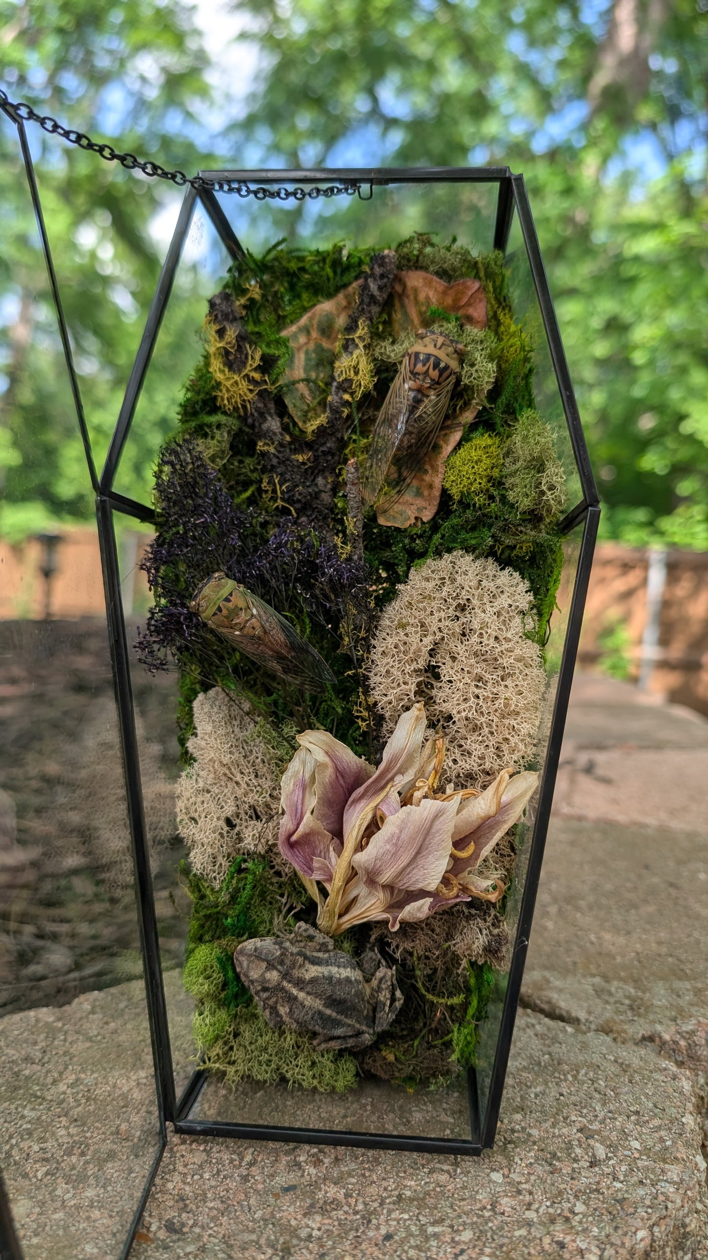 Toad and cicada coffin terrarium
