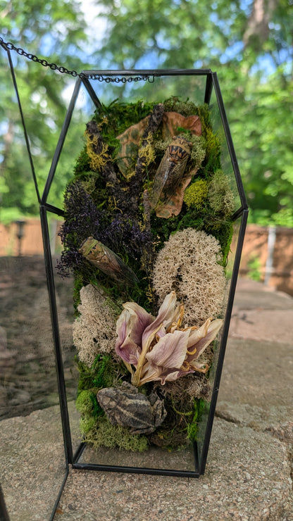 Toad and cicada coffin terrarium