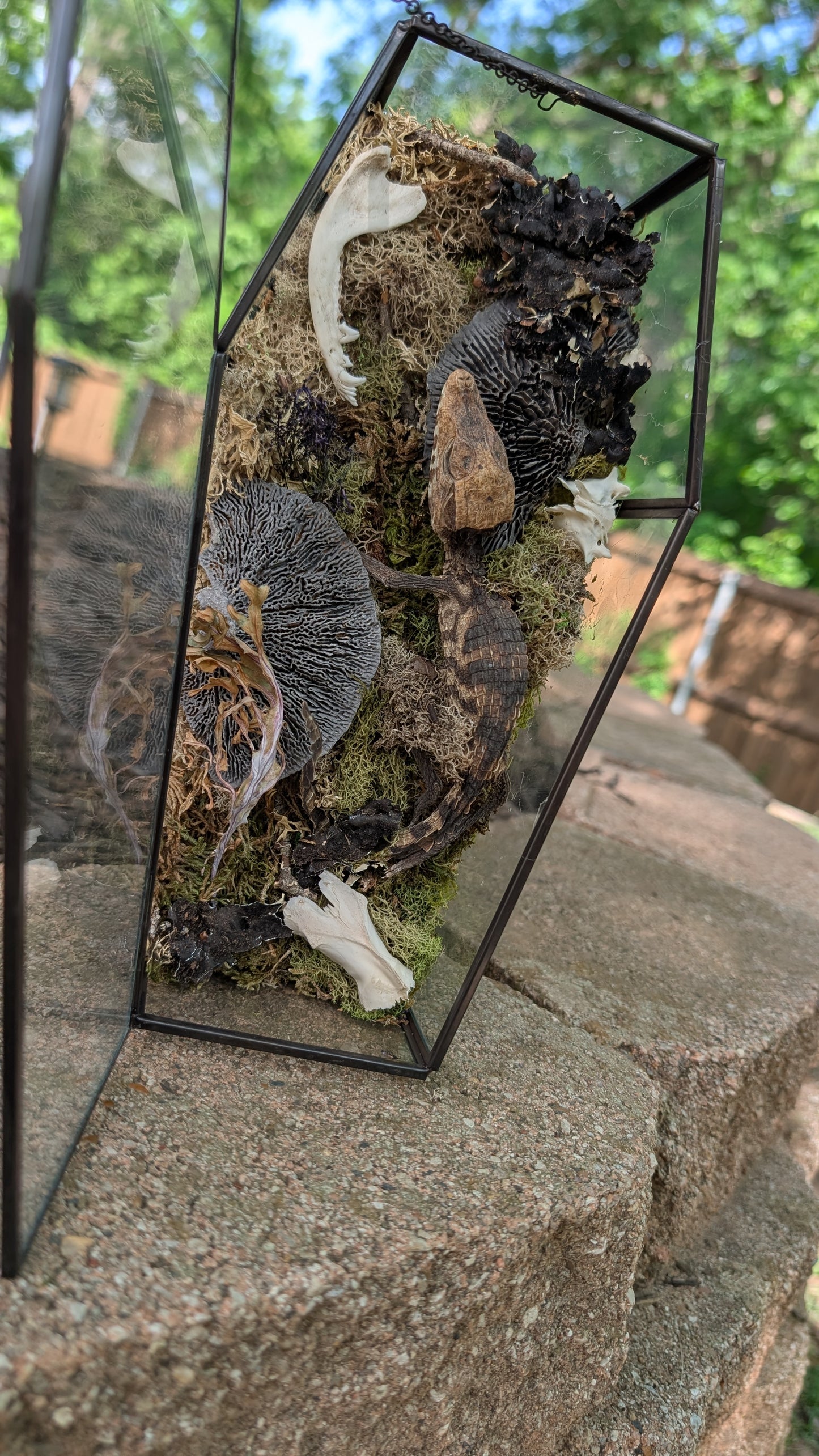 Mummified cayman crocodile coffin terrarium