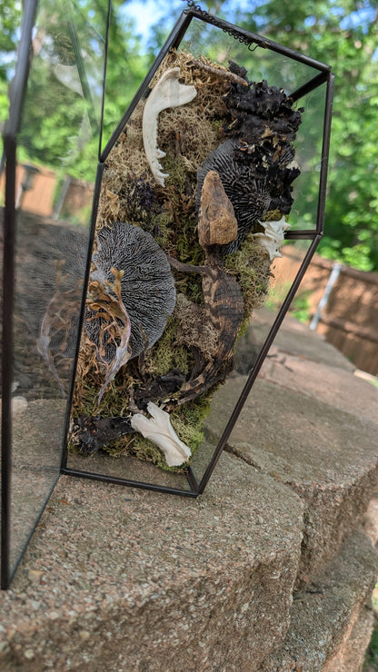 Mummified cayman crocodile coffin terrarium