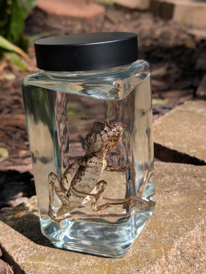Frilled dragon