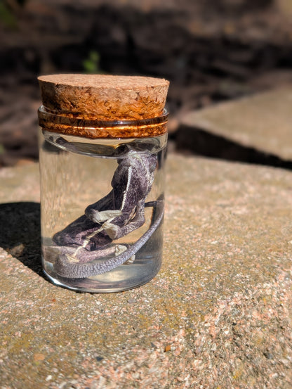 Baby chameleon #1 wet specimen