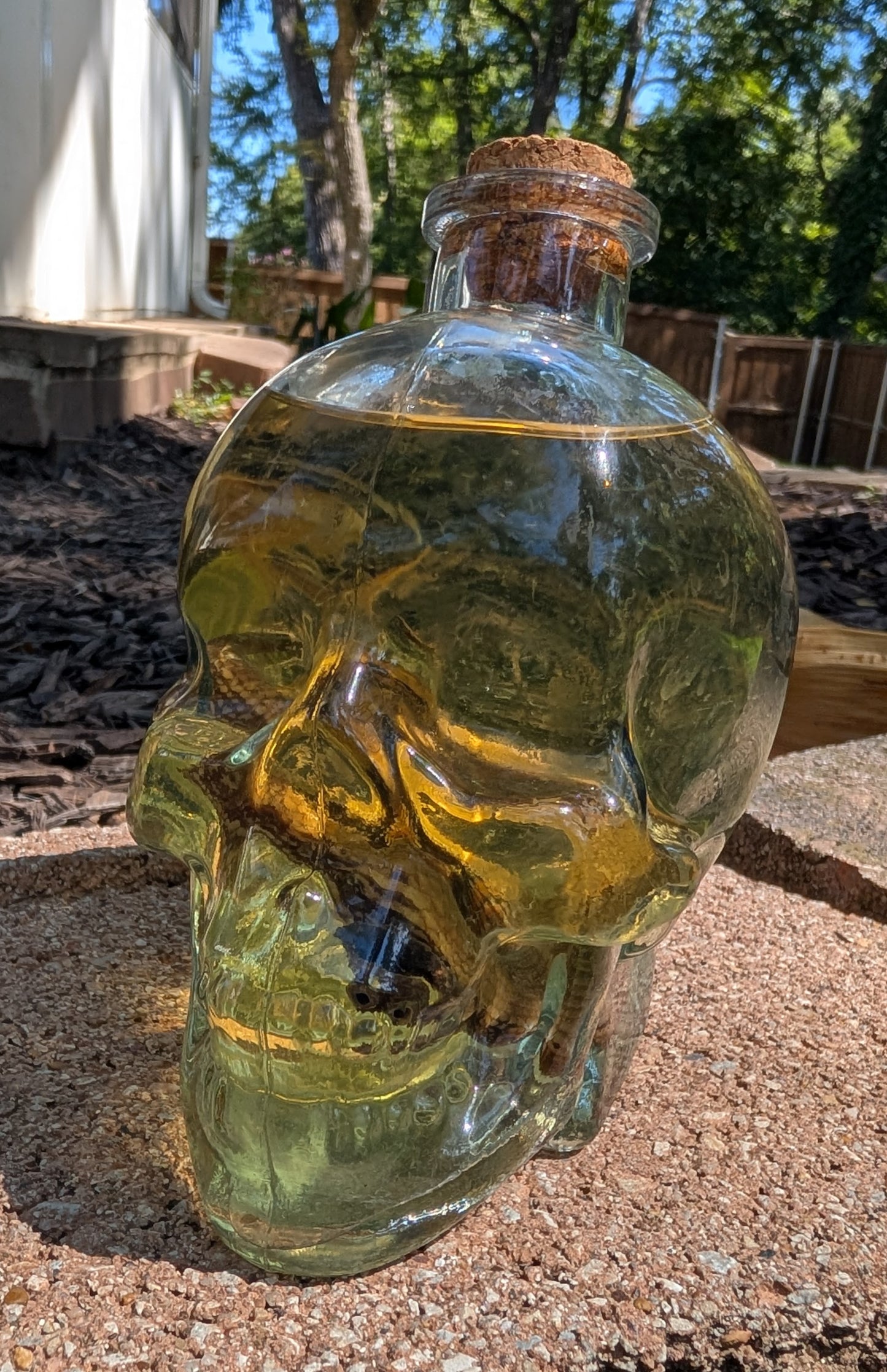 Skull Skink - wet specimen